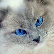 ragdollcatsclub's profile picture. Life Is More Rewarding When You Love A Ragdoll Cat's 😻😻