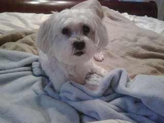 speckadoo's profile picture. 