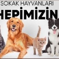 Sokak Hayvanları Hepimizin(@isilltkts) 's Twitter Profile Photo