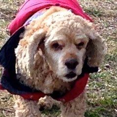 himajinys's profile picture. 40代おっさん。趣味で俳句…下手です。旅とJAZZとYMOと鉄道とMacと…？たまにNMB48をふらっと観に行きます。
仕事は下降線、裏では俳句関係で写真撮りやらＳＮＳやらやってます。