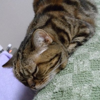 myu1154's profile picture. 道産子べやーズ  マダミス 人狼　サガ勢/ FTA　予言者育成学園卒業生/