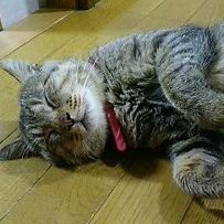 はなもんさんのプロフィール画像