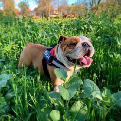 dvjmauri's profile picture. 