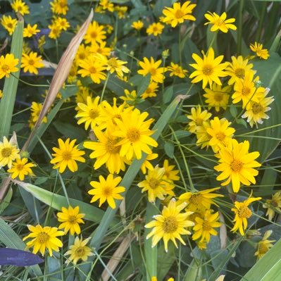 You’ll find me over on BlueSky these days. I’m posting about climate change, food, arts, and gardening. #GoGophers