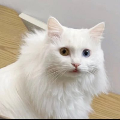 KT10040815's profile picture. その辺のサラリーマン。  美味しい物を食べるのが好き、甘い物も大好き