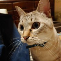 natsuki takanura (@natsukitakanur3) 's Twitter Profile