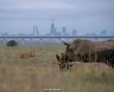 kelvinace254's profile picture. |God 👑|Wild 🦏🌲🌊|Believer| 
Staunch Man United Fan 💯|