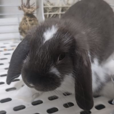 からしさんのプロフィール画像