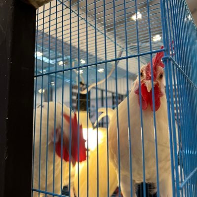 allisanite's profile picture. 