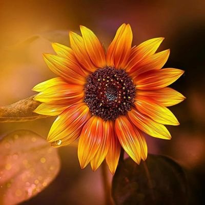 ans_firefly's profile picture. 🌻🌻🌻💛💛💛❤️❤️❤️