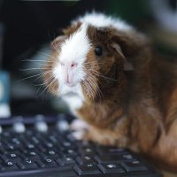 Guinea Pig BN Cyber Command (@pyggycyops) 's Twitter Profile