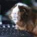 Guinea Pig BN Cyber Command (@PyggyCyOPs) Twitter profile photo