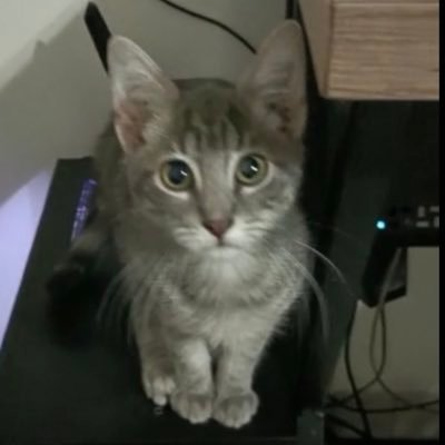 fumayas's profile picture. 