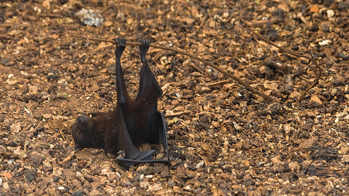 SexxxyBat's profile picture. I'm bringin' sexy bat, the motherfuckers don't know how to act!!!!!