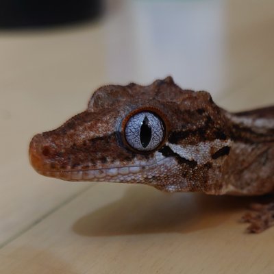 Bonito0131's profile picture. 写真を撮ります．飛行機と爬虫類が好きです．
instagram : @bonito_gecko