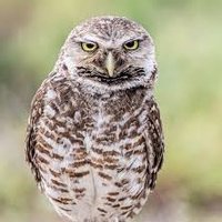 The MFA at FAU (@themfaatfau) 's Twitter Profile