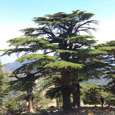 Fatih98501938's profile image