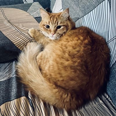 dindibadindin's profile picture. 