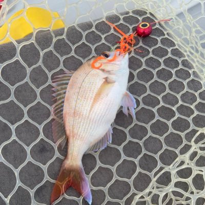 d_suke0810's profile picture. 