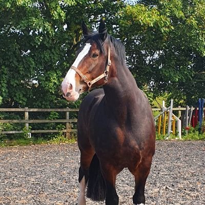 I am a beautiful  shire mare and a diva to boot. I so love my food and my bed. I love to be pampered as long as you have sweeties for me.