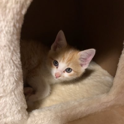 SAP42403002's profile picture. SAPの運用保守担当、資格なし