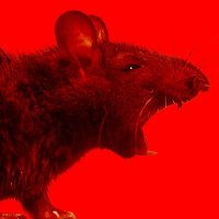 rat (@ratratrat1984) Twitter profile photo