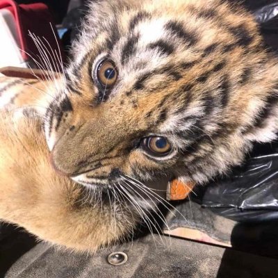 manuelivanaisp1's profile picture. 