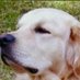 Flynn 🐕 (@flynnboy16) Twitter profile photo Flynn 🐕 (@flynnboy16) Twitter profile photo