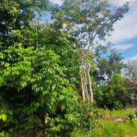 kratom IDR 88 (@marselinalina11) 's Twitter Profile