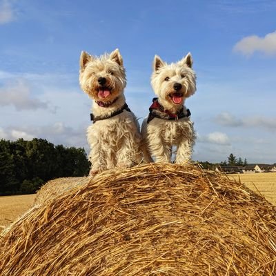 Two fun loving Westies,  7 and 3 1/ years old respectively. Sometimes best chums,sometimes worst enemies. Love food, walks and keeping our humans on their toes!