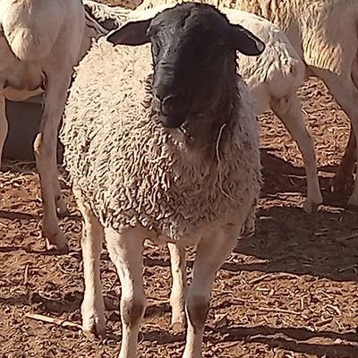 Moope96's profile picture. Business Enthusiast.💰
Football Addict.⚽️
Agricultural Economist.🌱