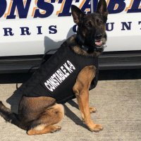 K9Evo(@K9__Evo) 's Twitter Profile Photo