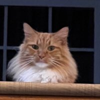 Clint Frazier (@clintfrazier) 's Twitter Profile Photo Clint Frazier (@clintfrazier) 's Twitter Profile Photo