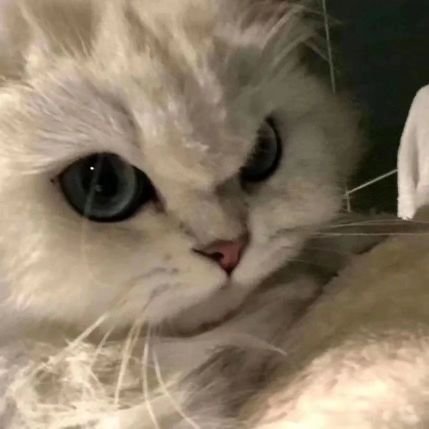 panshuqing's profile picture. 