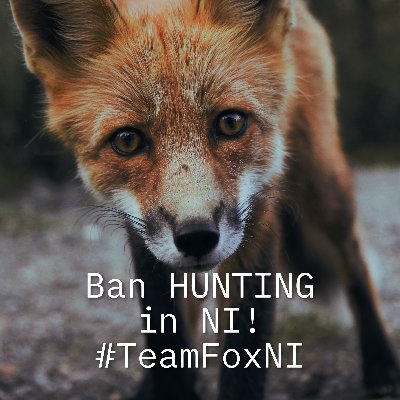 MikeyFoxNI's profile picture. Lobbying to get a Ban on Fox Hunting in NI. 
Please follow #TeamFoxNI @BanHuntingNI @SupportABanNI @AntiHuntingNI @BanBloodSportNI @FoxWarriorsNI @TeamFoxNI