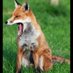 HumbleFox45 (@lcfchumblefox45) Twitter profile photo HumbleFox45 (@lcfchumblefox45) Twitter profile photo