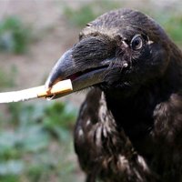 Asoziales Gezwitscher🐦 (@sgt_i_nevernut) 's Twitter Profile