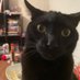 Lokitty, Mischief Incarnate (@stormofzoe) Twitter profile photo Lokitty, Mischief Incarnate (@stormofzoe) Twitter profile photo