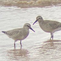 Daniel Webb (@dwebbbirder1) 's Twitter Profile