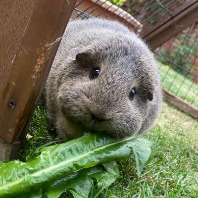 Bella and Willow Sister Guinea Pigs. #guineapigs #豚鼠 #conejillodeIndias #Meerschweinchen #モルモット #морськасвинка #गिनीसुँगुर #garden #pets