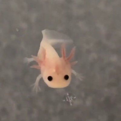 robloxgroup15's profile picture. Bfncn