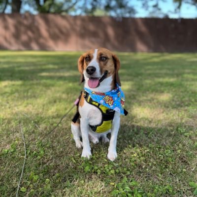 Follow for cute pics and vid’s of me Tucker, the best Beagle around. I ❤️ long walks with my parents, kisses/snuggles, hunting rabbits and did I say pizza?