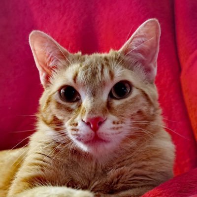 esdepega's profile picture. 