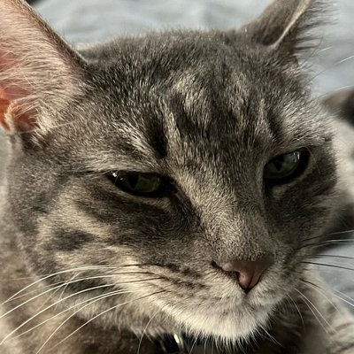 NiharShah's profile picture. human | immigrant | atheist | anti-racist | vegetarian | runner | retail geek | coffee addict | whiskey drinker | cocktail maker | 🇮🇳 | 🇺🇸