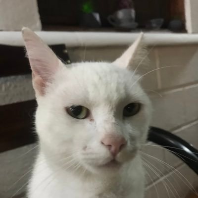 elcoconito's profile picture. 🐈❤️