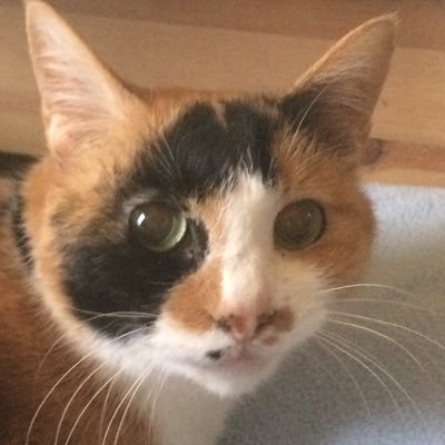 chiwawanet_'s profile picture. 