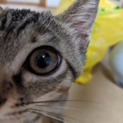D21nyankoro's profile picture. 2022.5.30生まれの麦わら猫会長(ポピー♀)と2023.6.1生まれのサバトラ猫副会長(カン♂)との楽しい猫ライフを呟いてます。たまに預かりボランティアしてます。

猫愛に溢れたXにしたいため、怪しげなフォローはブロックさせて頂いてます。