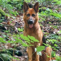 GSD Mama (@baker_tami) 's Twitter Profile