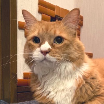 4にゃんず🐱🐱🐱🐱と地域猫さんのお世話係りと保護部屋の猫達のお世話してます✨2021.11.10地域猫（FIV）陽性のシロちゃんを保護…只今5にゃんず🐱✨