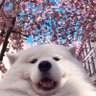 powenti's profile picture. 17
thanosbaby7#sudo